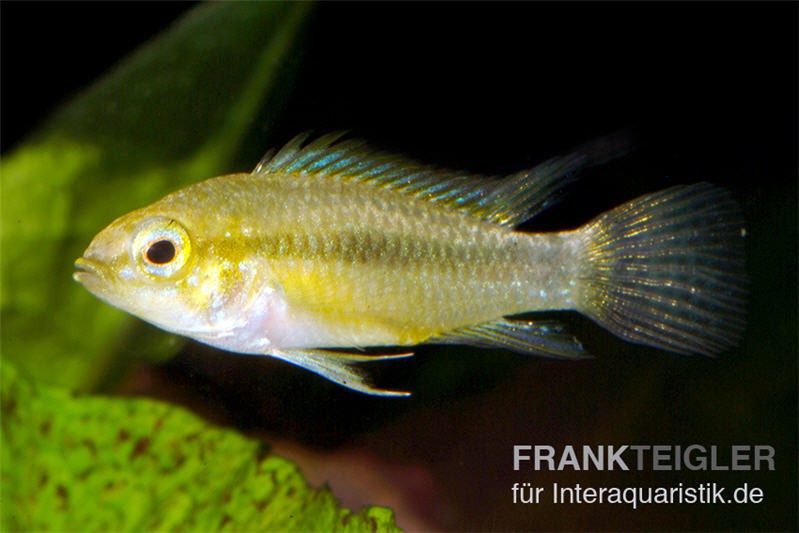 Dreistreifen-Zwergbuntbarsch, Apistogramma trifasciata