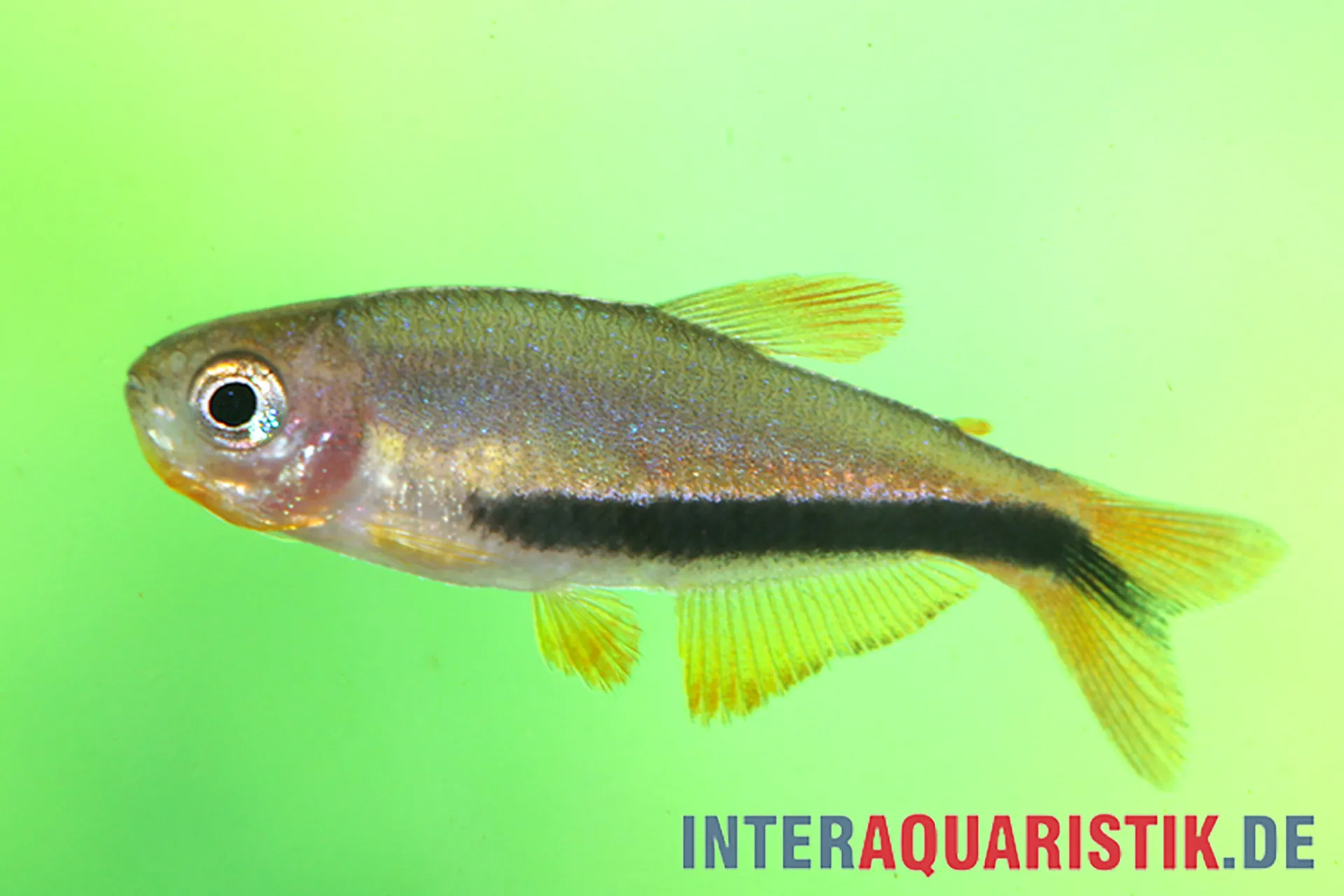 Seitliche Aufnahme eines kleinen Aquarium-Zierfischs mit deutlichem schwarzen Längsstreifen, gelblichen Flossen und schillernden Schuppen vor grünem Hintergrund (Wasserzeichen: interaquaristik.de)