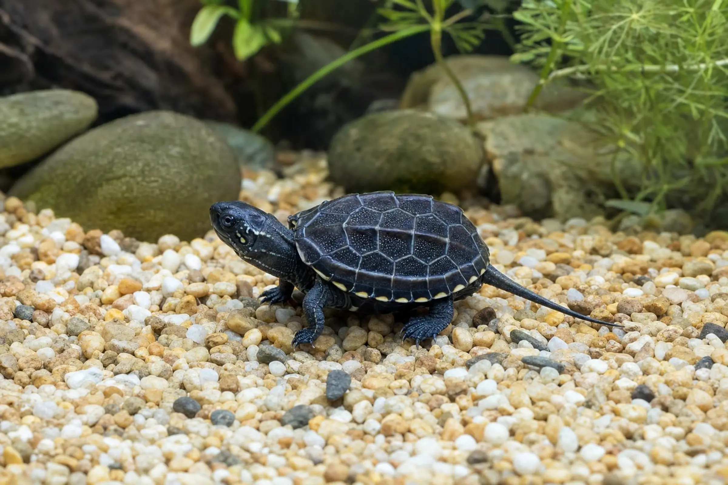 Rothals-Dreikielschildkröten-Hybrid aus Farmzucht, Jungtier, Mauremys nigricans x reevesii