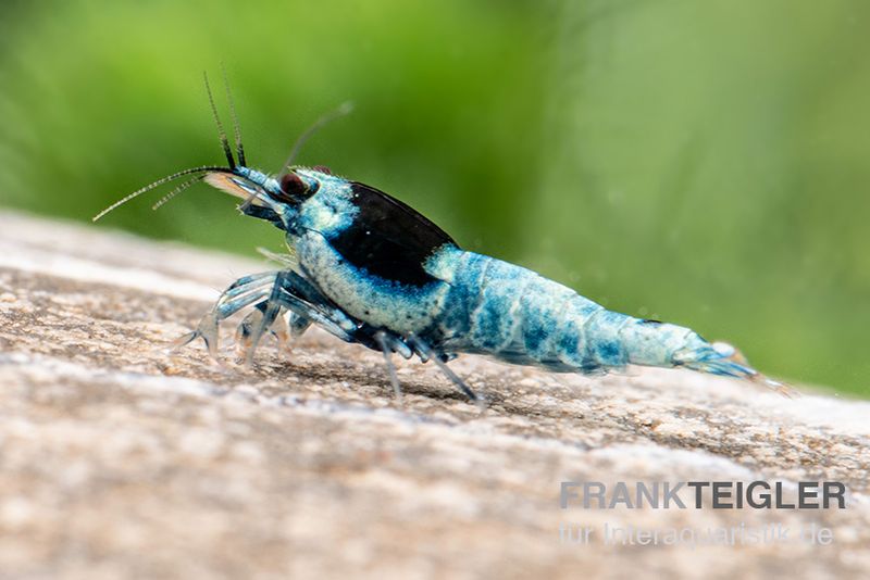 Blue Mosura King Kong Garnele, Caridina spec. (Taiwan Bee)