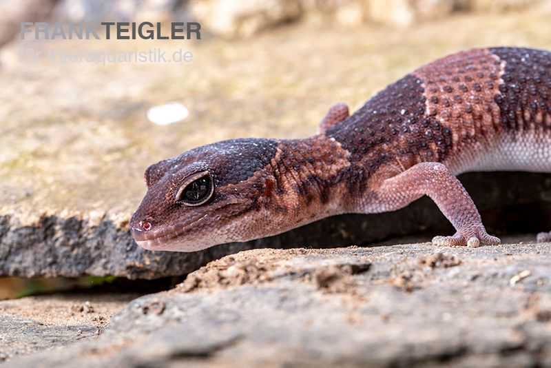 Afrikanischer Fettschwanzgecko, Hemitheconyx caudicinctus, Paarpreis