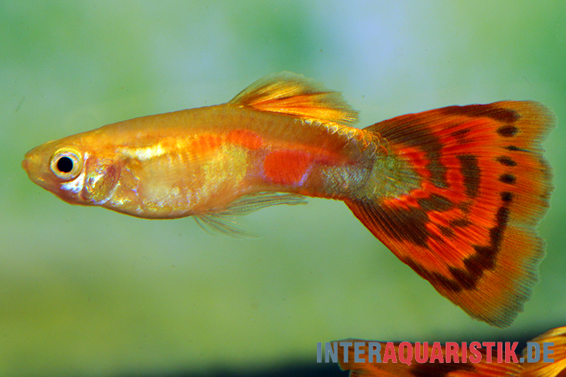 Guppy Pigeon Blood, Poecilia reticulata, Guppy Weibchen