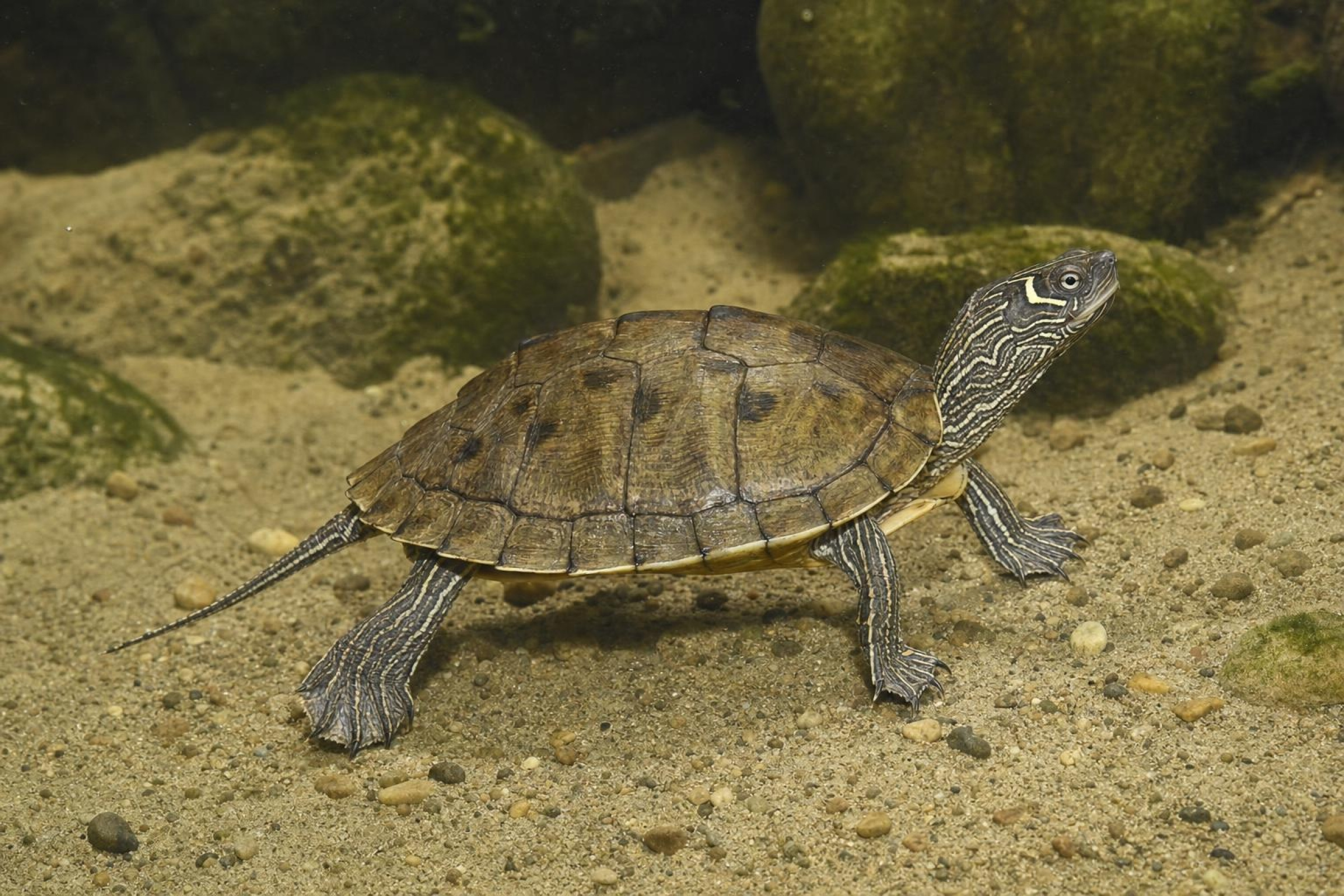 Mississippi-Höckerschildkröte, Graptemys p. kohnii
