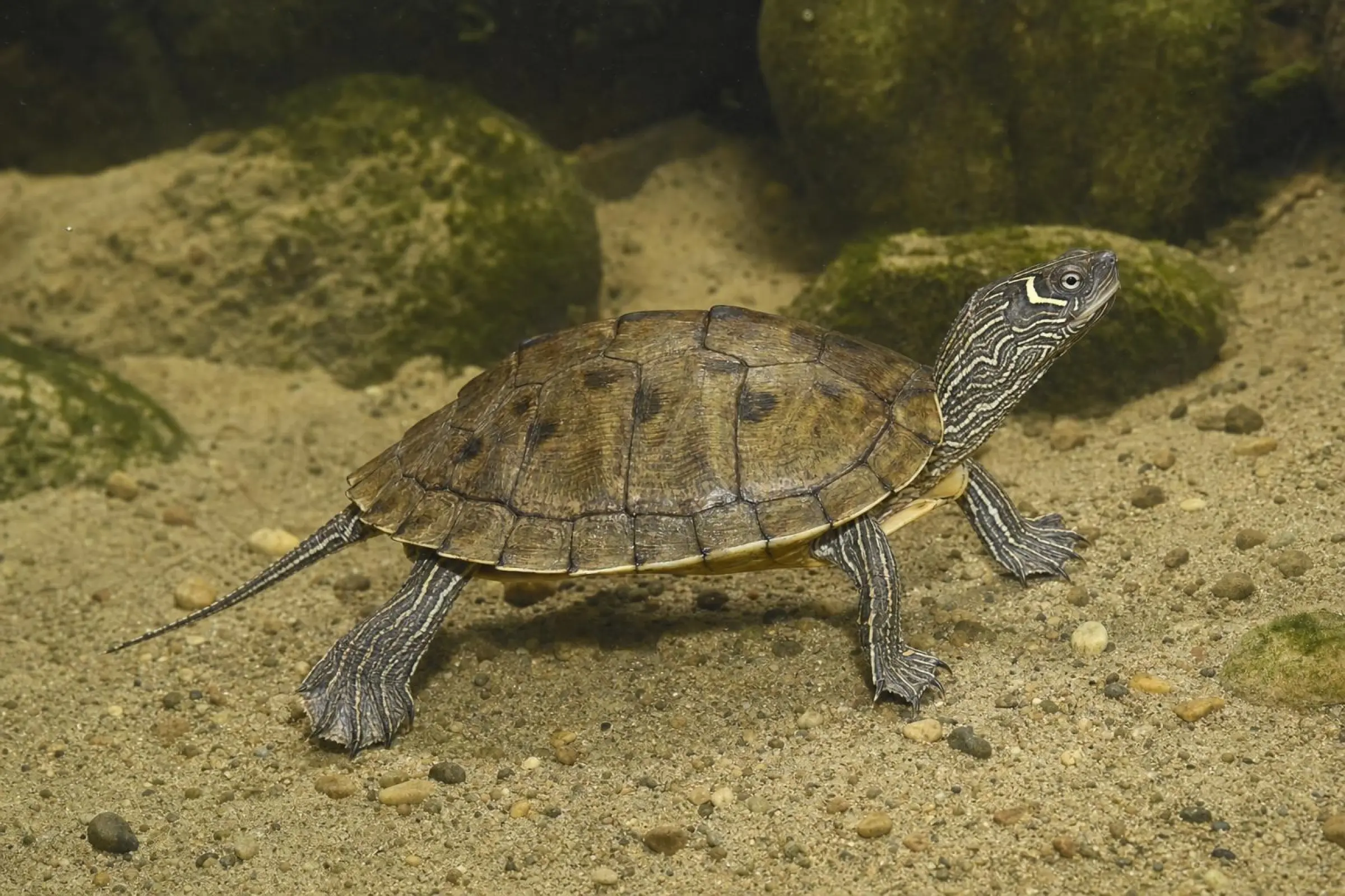 Mississippi-Höckerschildkröte, Graptemys p. kohnii