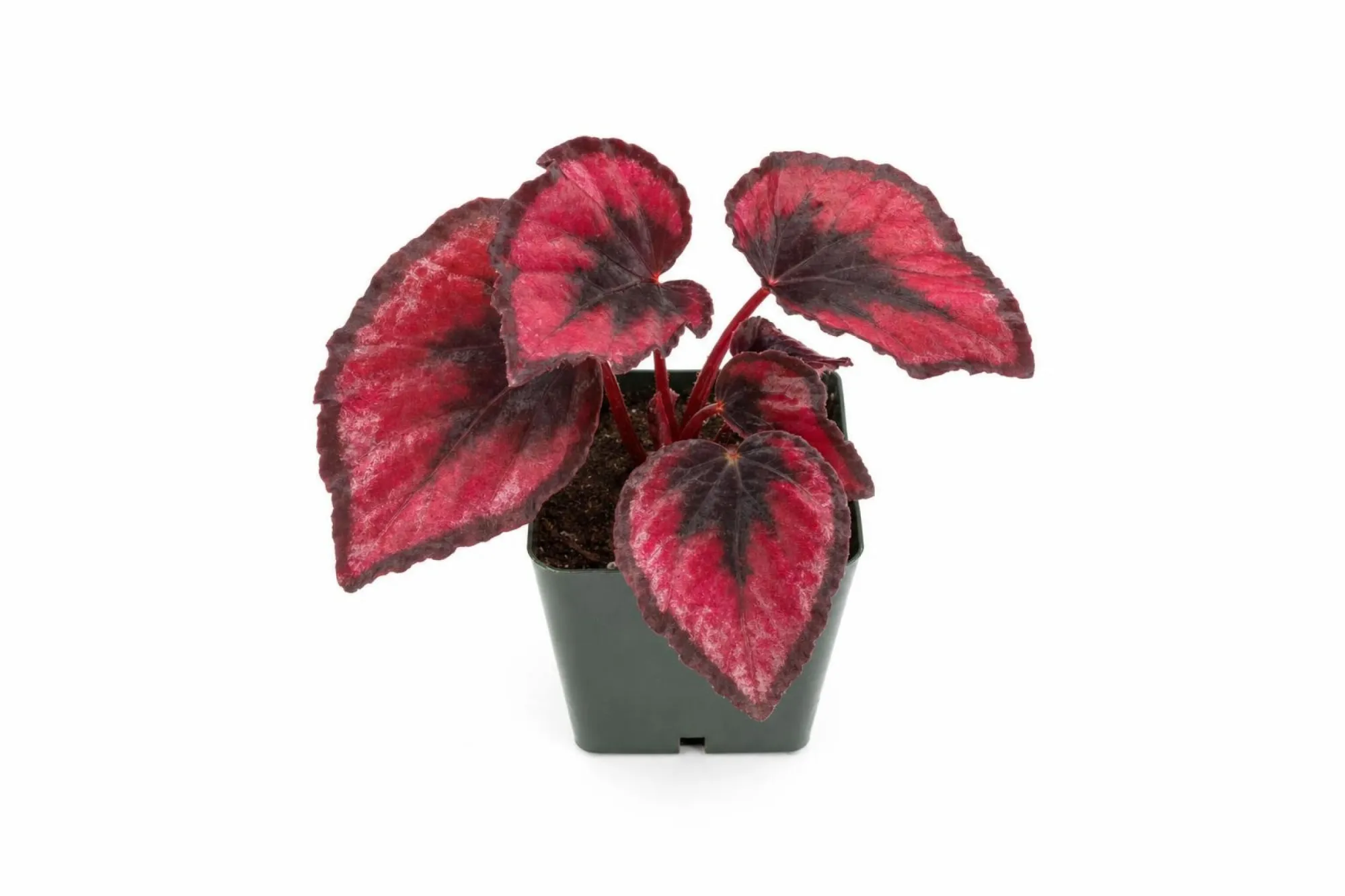 Königsbegonie „Red Kiss“, Begonia rex ‘Red Kiss’, Topfpflanze
