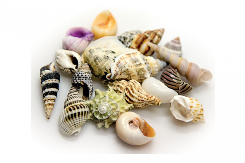 Hobby Sea Shells Set S (20 Stück)