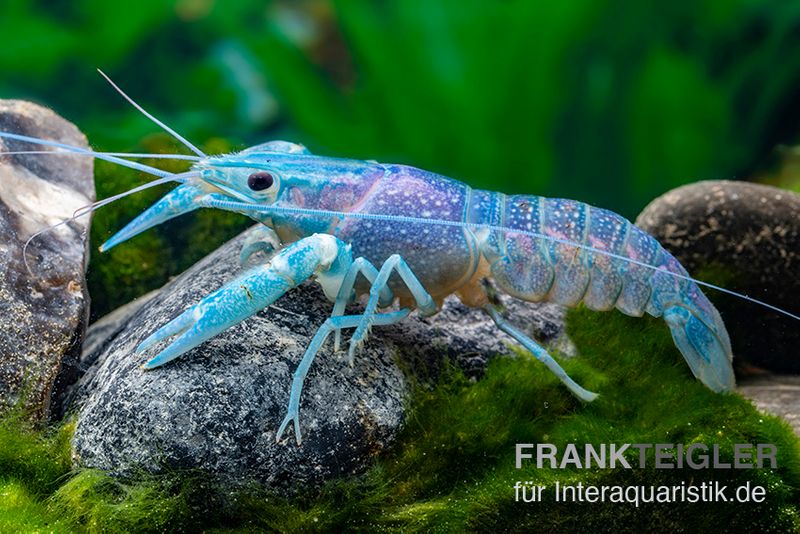 Blauer Rotscherenkrebs, Cherax quadricarinatus, Paar (1 Männchen + 1 Weibchen)