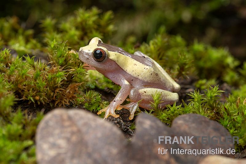 Triangle-Baumfrosch, Dendropsophus triangulum