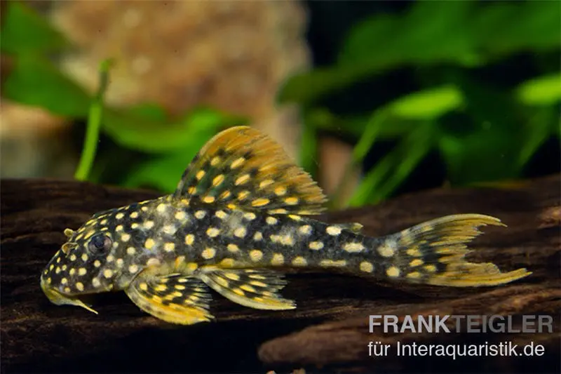 Sunshine Pleco, Sonnenwels, L14, Scobiancistrus aureatus, 4-6 cm