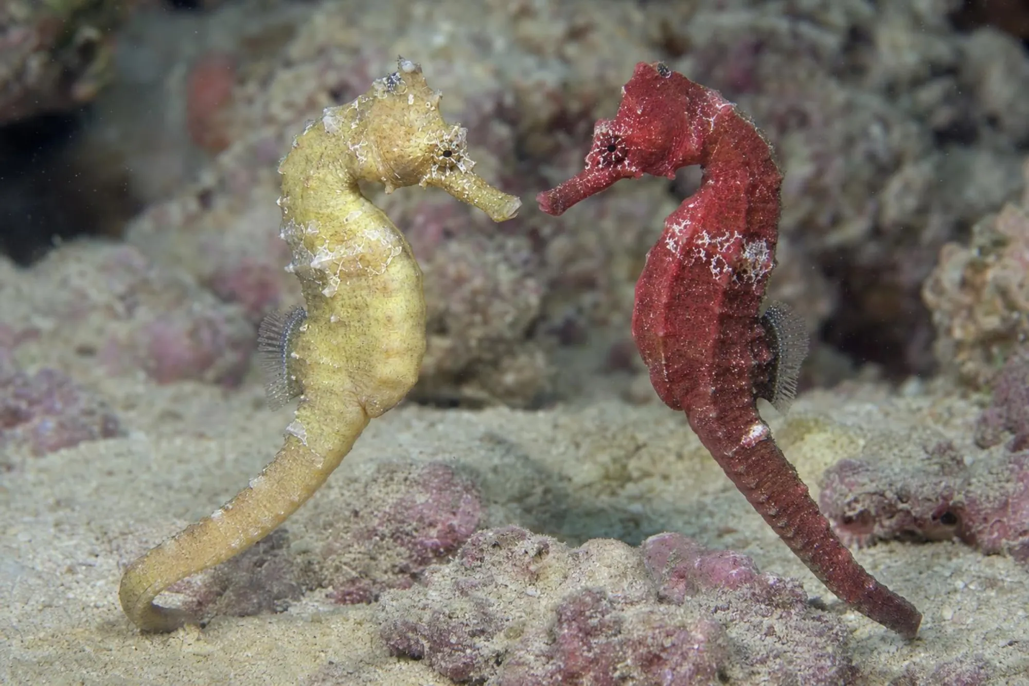Aufrechtes Seepferdchen – Paar, Hippocampus erectus