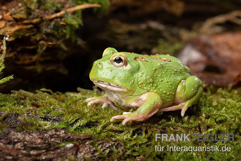 Matcha Pacman-Frog, Ceratophrys cranwelli "Matcha"