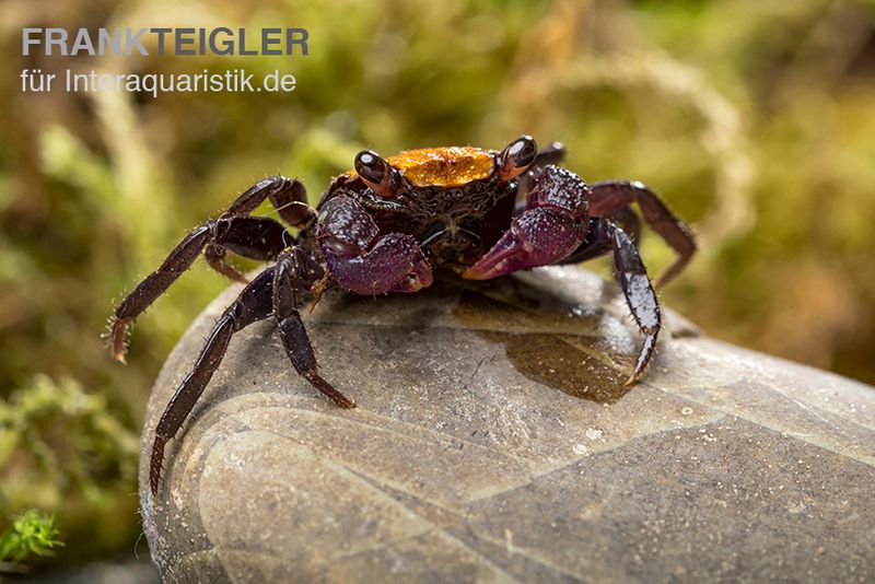 Schwarzfuss-Vampirkrabbe, Geosesarma sp. 'Black leg', Trio (1 Männchen + 2 Weibchen)