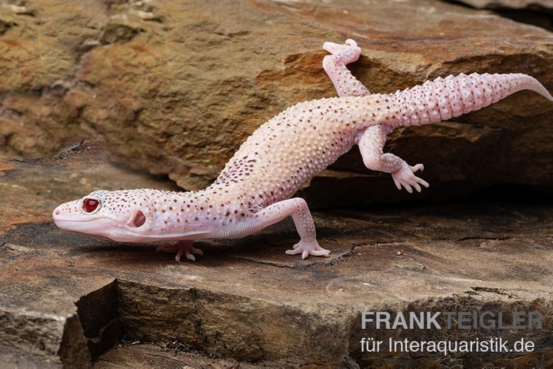 Leopardgecko, Eublepharis macularius, BELL ALBINO ENIGMA