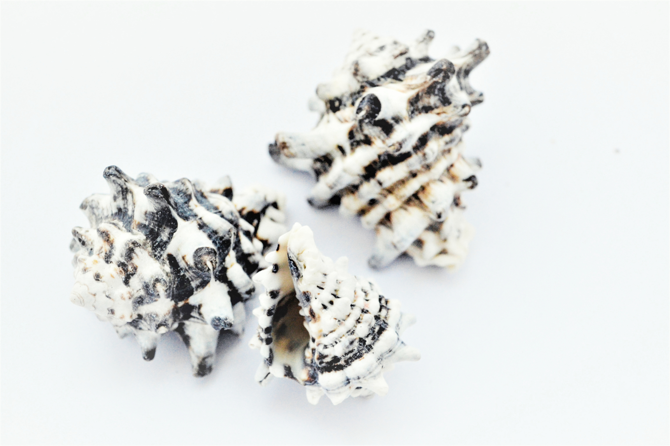 Schneckenhaus Zebra, dunkel, 4-7 cm, 3 Stück