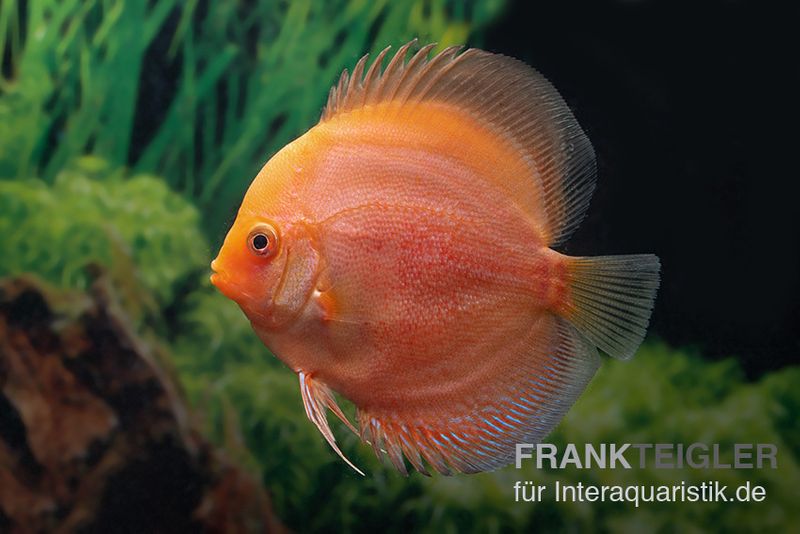 Diskusfisch ASIA-NZ, Symphysodon discus Red Panda, 2 Zoll, 5-6 cm