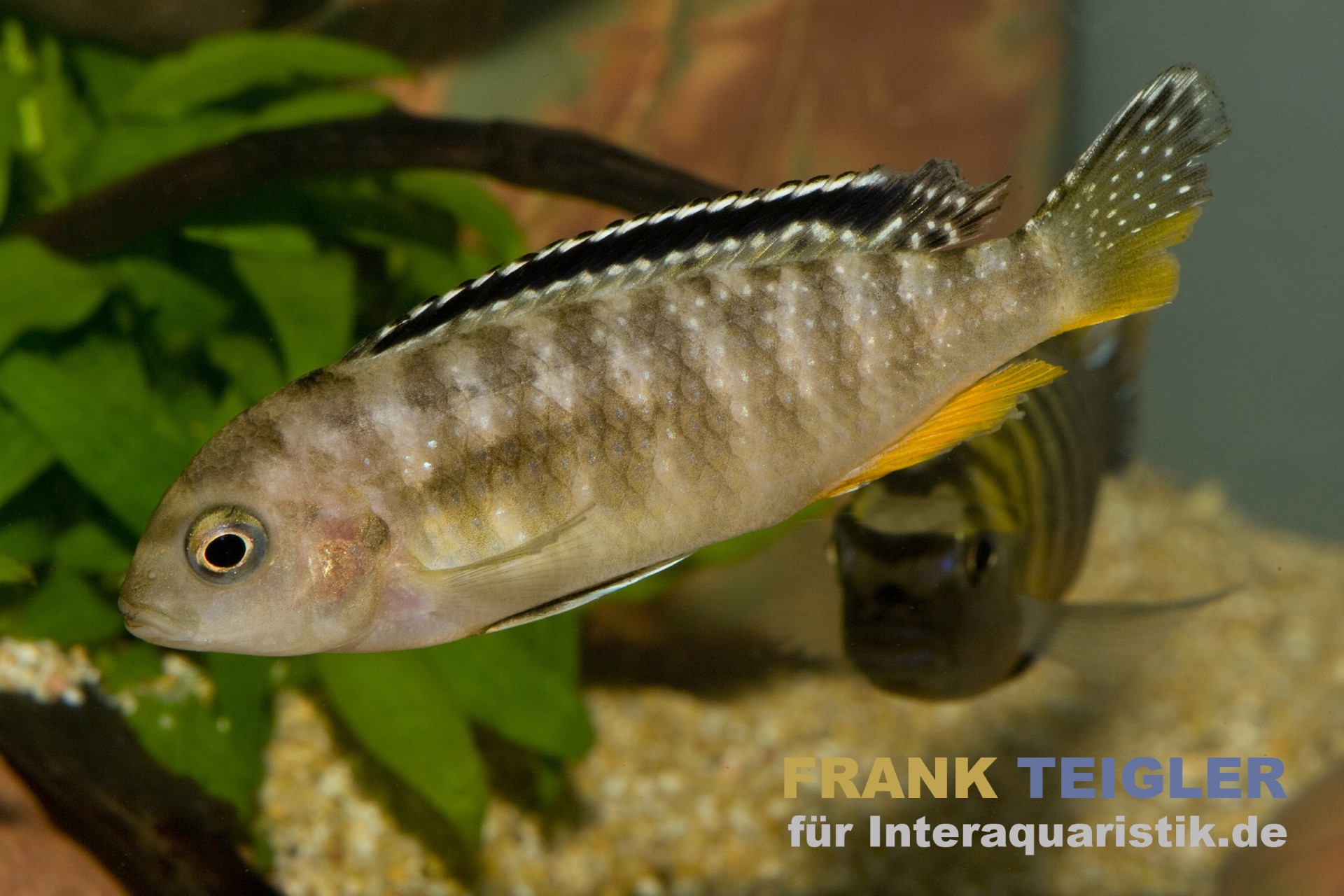 Roter Tropheops, Pseudotropheus tropheops "Red Fin"