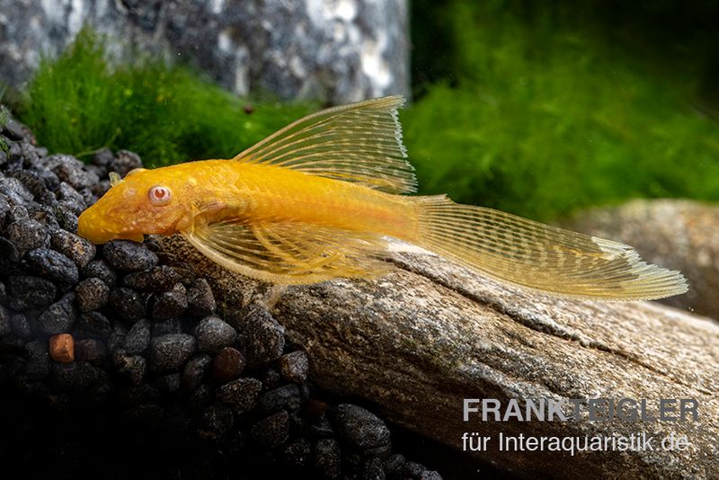 Goldener Schleier-Antennenwels, Ancistrus sp. Long fin "Gold-Schleier"