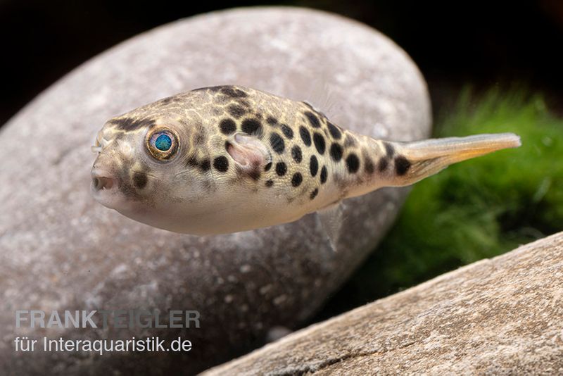 Leopardkugelfisch, Tetraodon schoutedeni