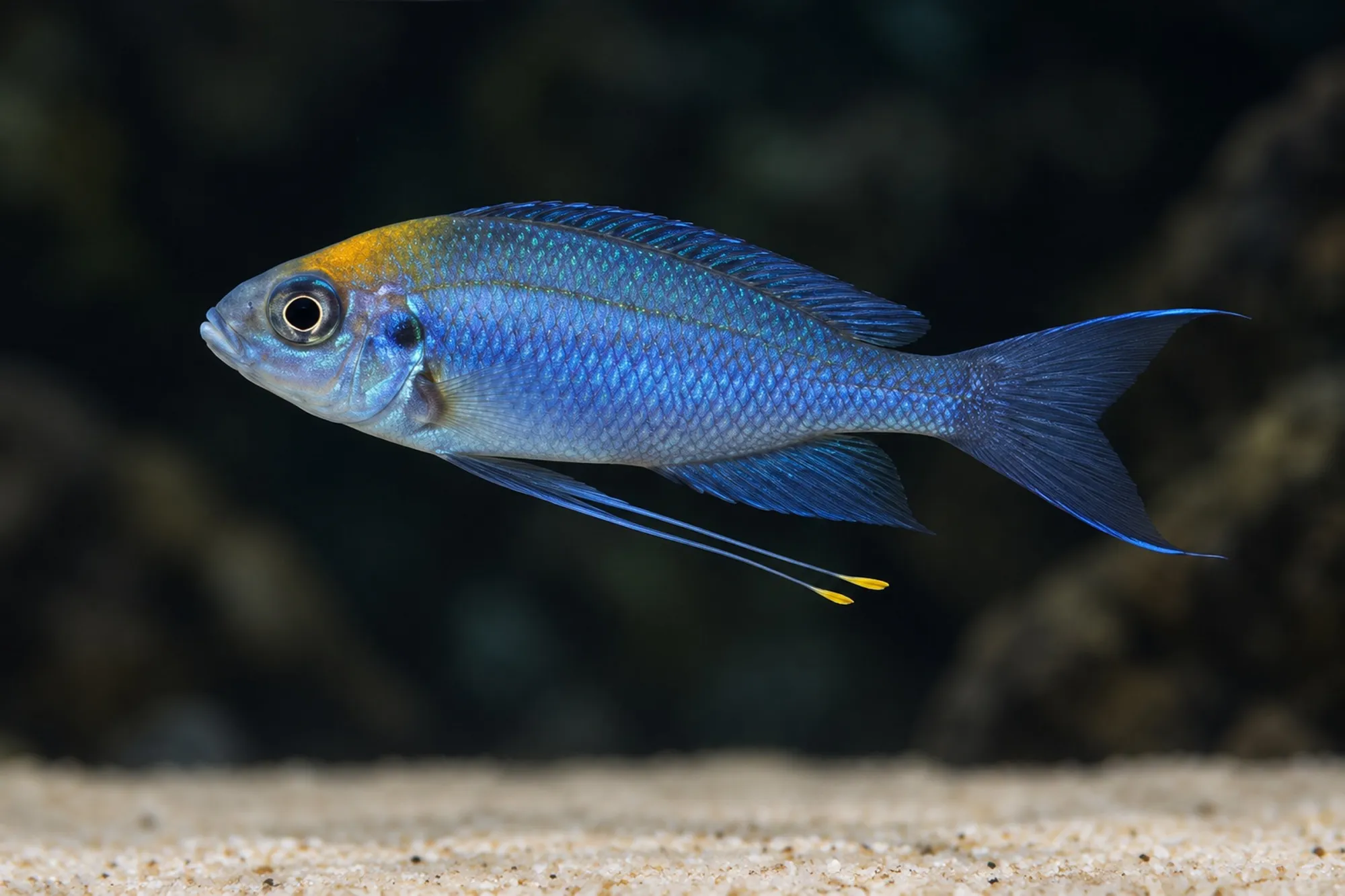 Fadenmaulbrüter „Kambwimba Orange Cap“, Ophthalmotilapia ventralis