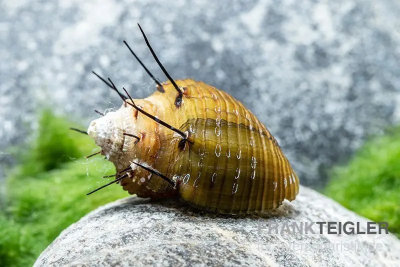 Haarige Turmdeckelschnecke, Thiara cancellata