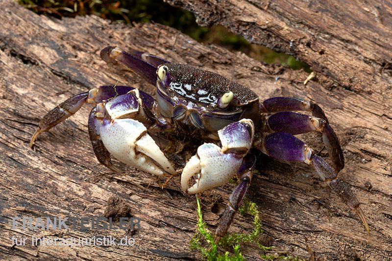 Spider Crab sp. Blue, Neosarmatium rotundifrons, Zufällig ausgewählt