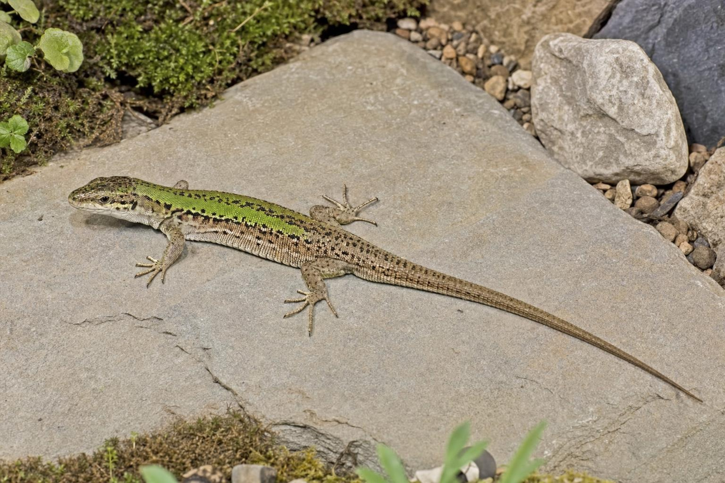 Nördliche Ruineneidechse, Podarcis siculus campestris