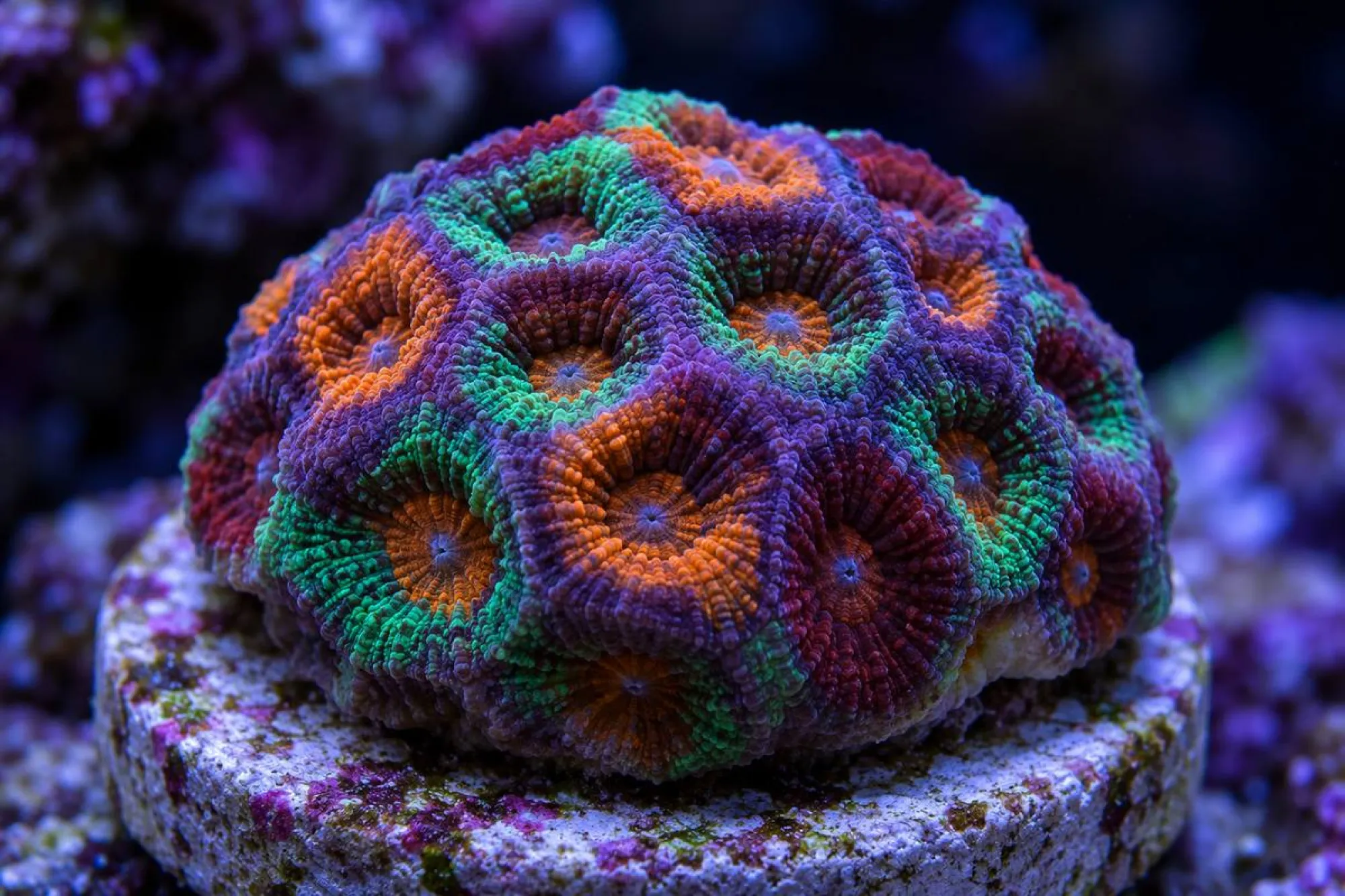 Hirnkoralle „Multicolor“ (Nachzucht), Goniastrea spec., Größe S–M