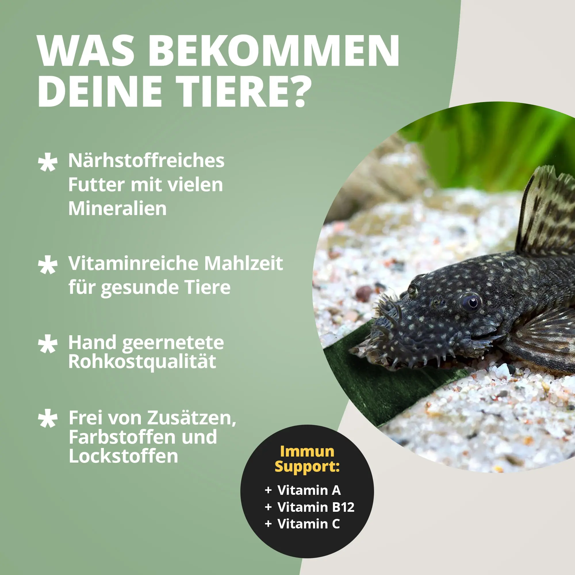 Saugwels am Aquarienboden mit Futterblatt