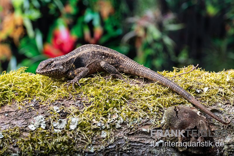 Pinkbauch-Stachelleguan, Sceloporus variabilis, Ohne Geschlechtsauswahl