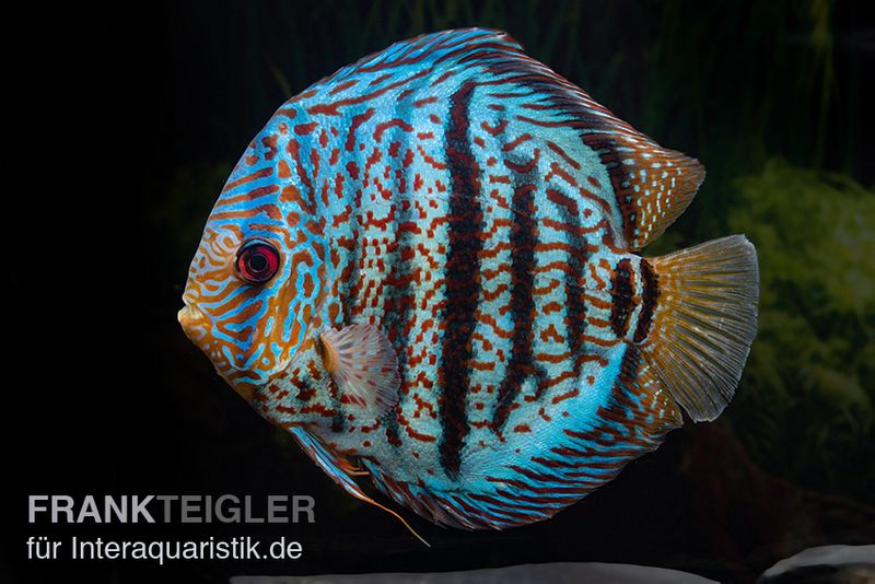 Diskusfisch ASIA-NZ, Symphysodon discus Red spotted green, 2 Zoll, 5-6 cm