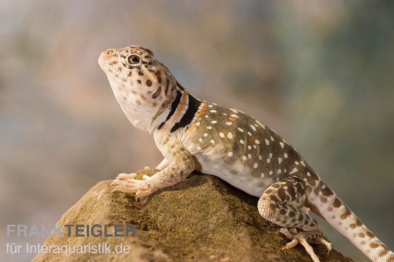 Halsbandleguan, Crotaphytus collaris,  paarpreisx2