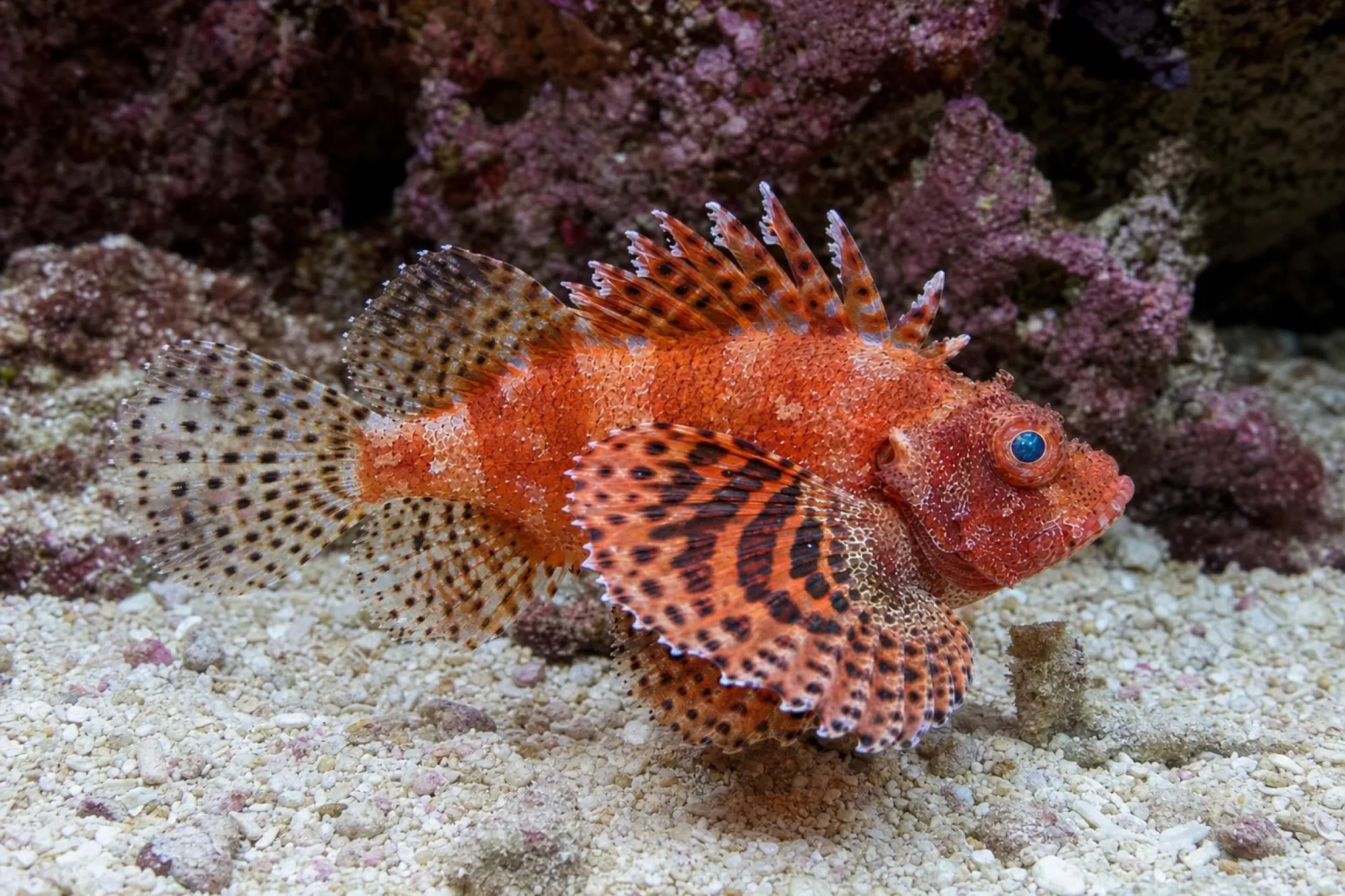 Kurzflossen-Zwergfeuerfisch, Dendrochirus brachypterus