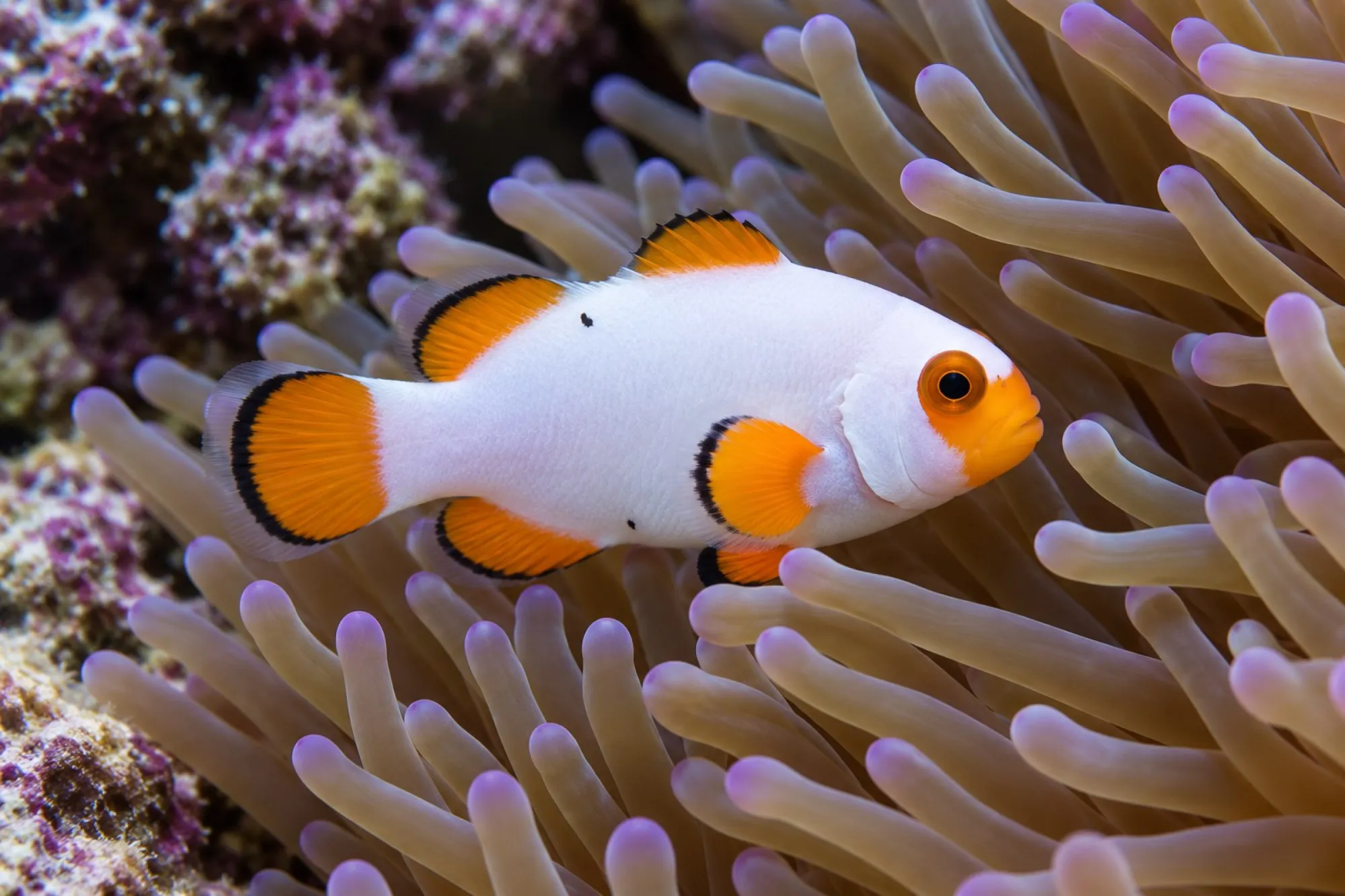 Ocellaris-Clownfisch „Flurry“ Nachzucht, Amphiprion ocellaris