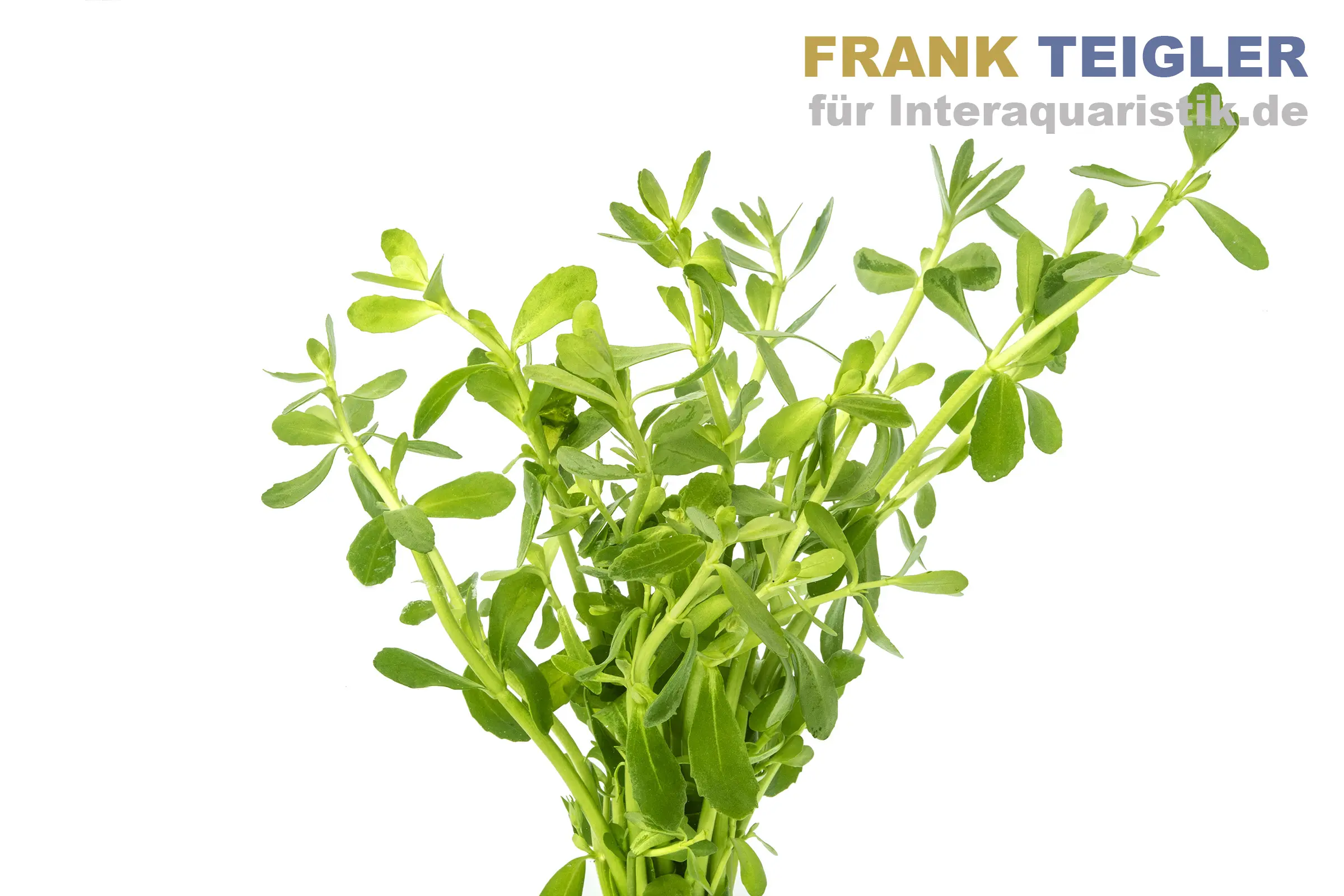 Kleines Fettblatt, Bacopa monnieri, Bund