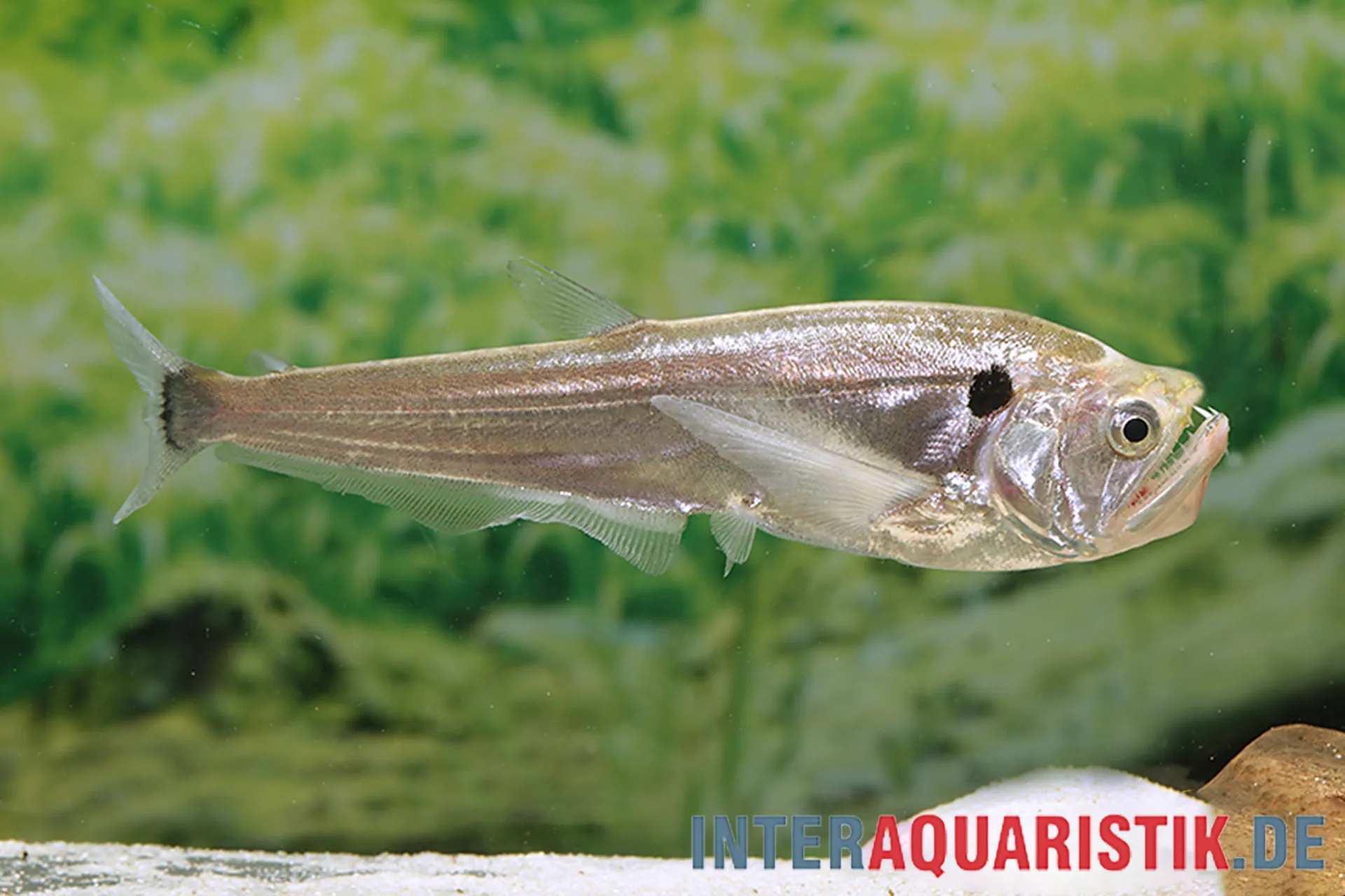 Seitliche Nahaufnahme eines silbernen Aquarienfisches mit schwarzem Fleck hinter dem Kopf, schwimmend vor grünem Pflanzenhintergrund im Süßwasser-Aquarium