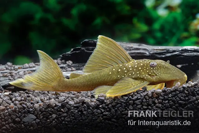 Gelber Phantomwels, L200, Hemiancistrus subviridis, 8 cm