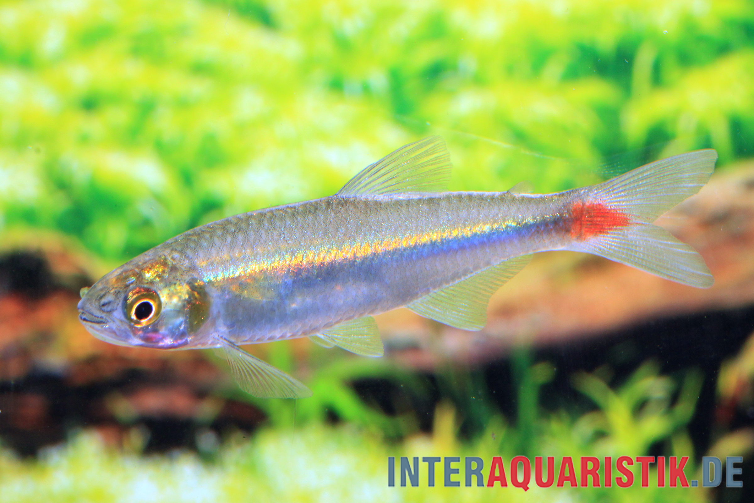 Laubensalmler, Aphyocharax alburnus