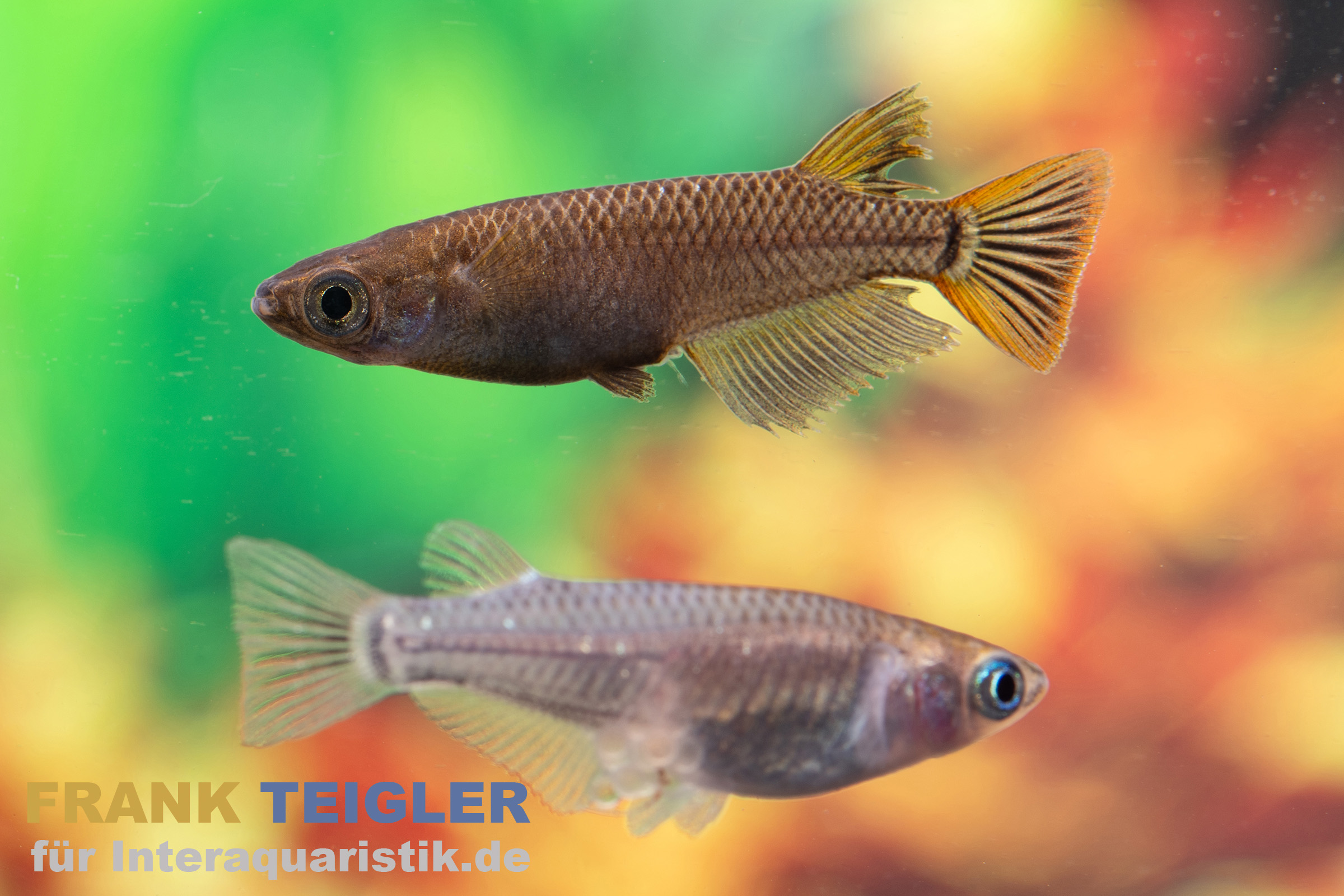 Medaka grau gescheckt, Oryzias latipes Grey Sparkled