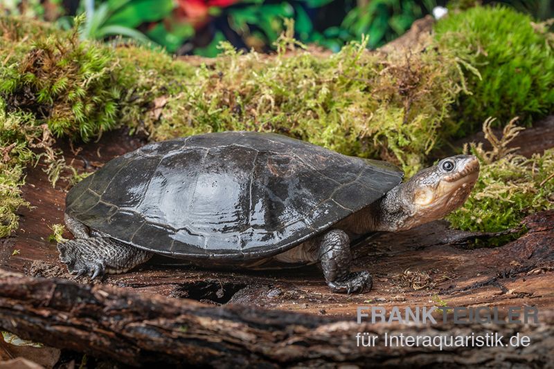 Buckelschildkröte, Phrynops gibbus