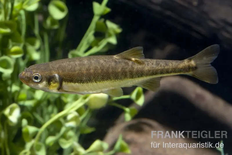 Elritze, Phoxinus phoxinus, 4-6 cm (Kaltwasser), DNZ