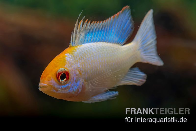 Schmetterlingsbuntbarsch Neonblau Goldkopf, Mikrogeophagus ramirezi