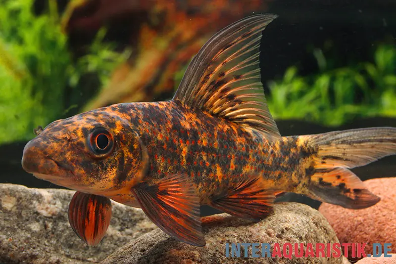 Harlekin-Fransenlipper, Labeo cyclorhynchus/variegatus