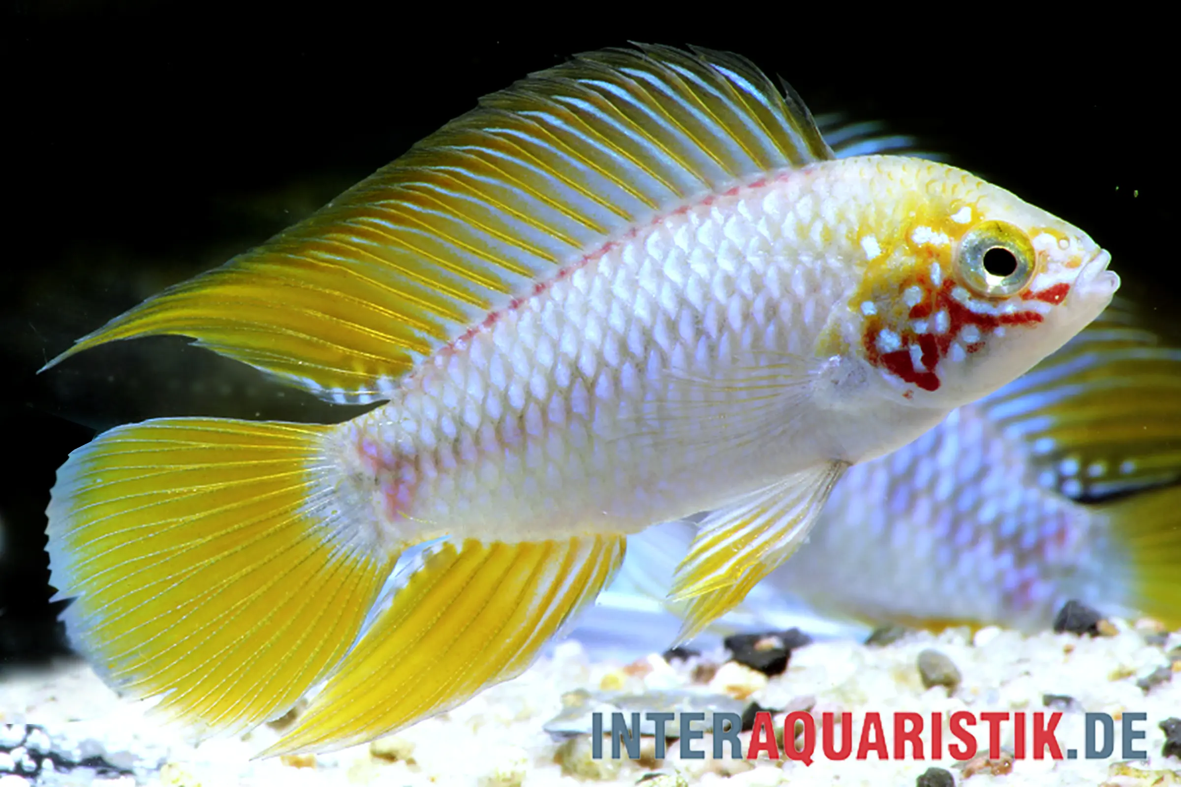 Nahaufnahme eines bunten Zierfisches im Aquarium mit leuchtend gelben Rücken‑ und Schwanzflossen, weiß schimmernden Schuppen und roten Gesichtsflecken vor dunklem Hintergrund