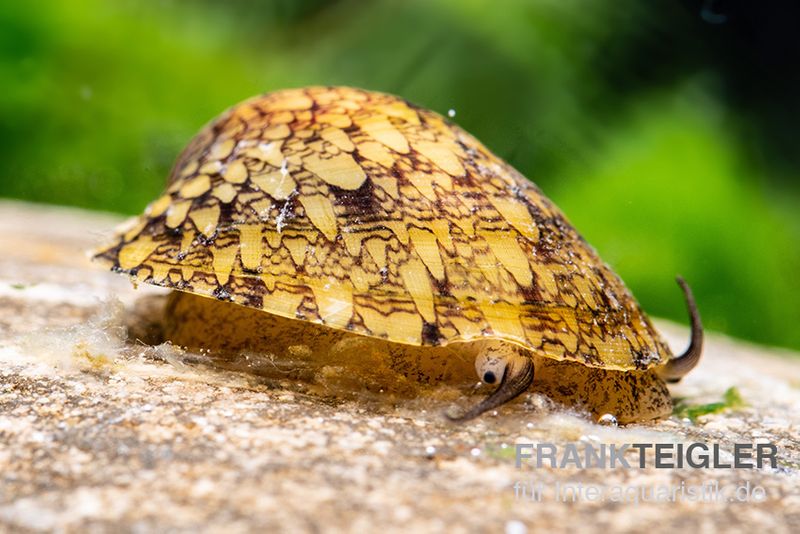 Taiwan Muschelschnecke, Septaria sp. Taiwan