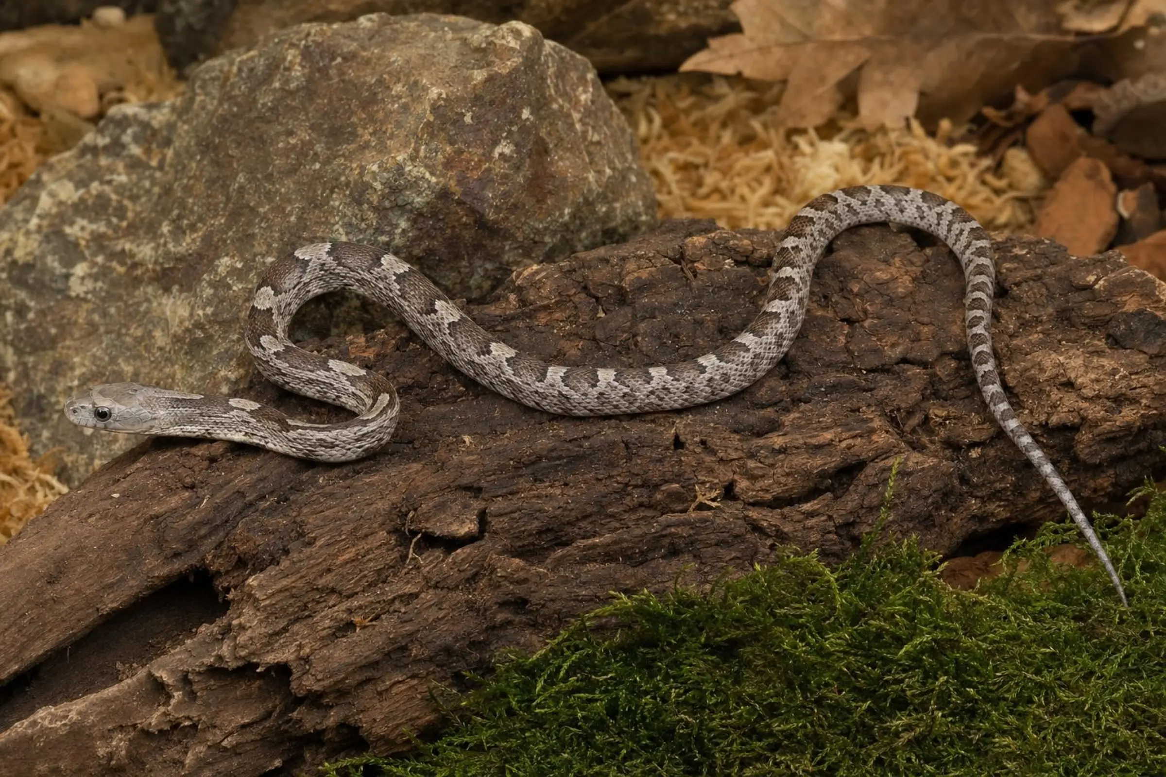 Charcoal-Kornnatter, Nachzucht 2026, Pantherophis guttatus