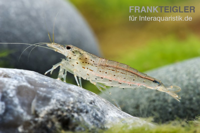 Amanogarnele S 0,5-1,5 cm, Caridina multidentata