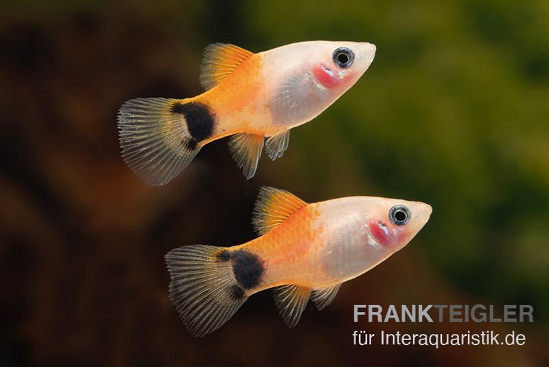 Pinker Mickey Mouse Ananas Platy, Xiphophorus maculatus