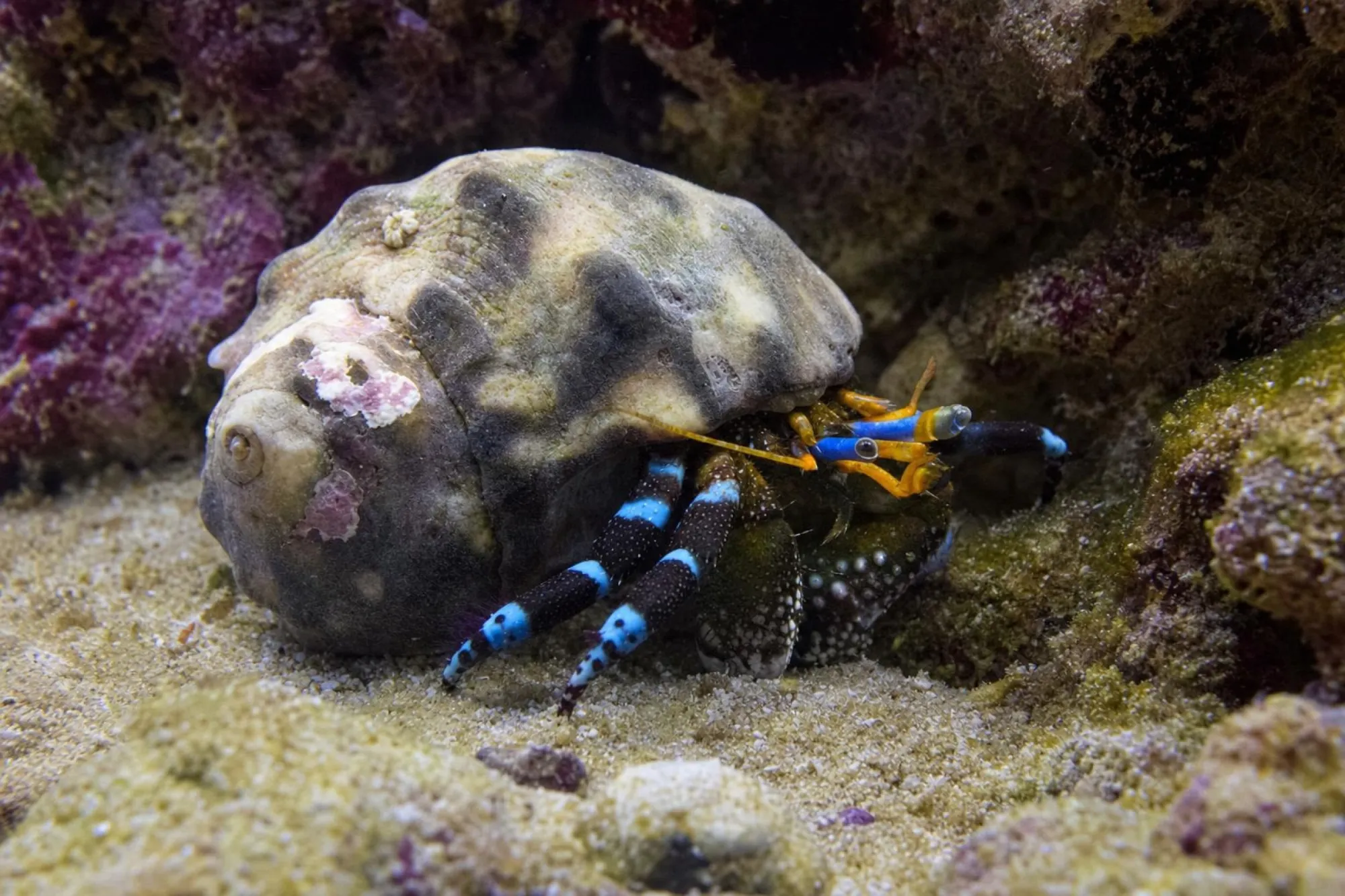 Einsiedlerkrebs-Mix Meerwasser, Calcinus spec.