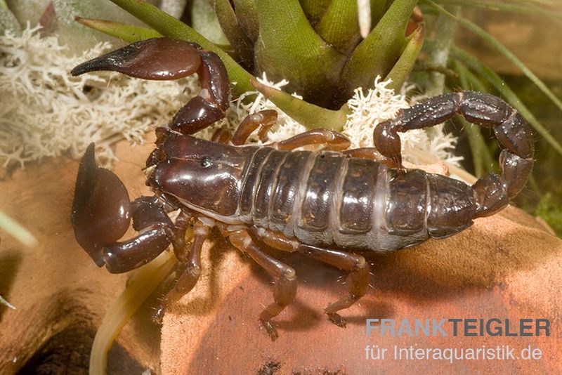 Schwarzer Thaiskorpion, Heterometrus spinifer