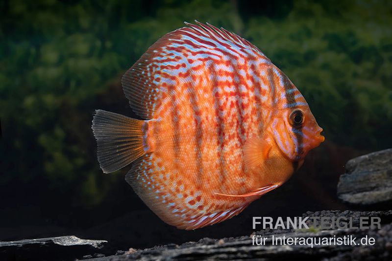 Diskusfisch ASIA-NZ, Symphysodon discus Super red turquoise